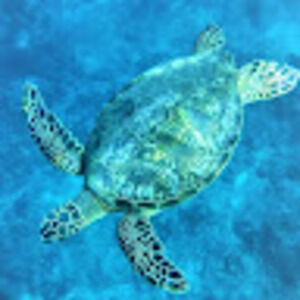 Meet your Posher, Him &